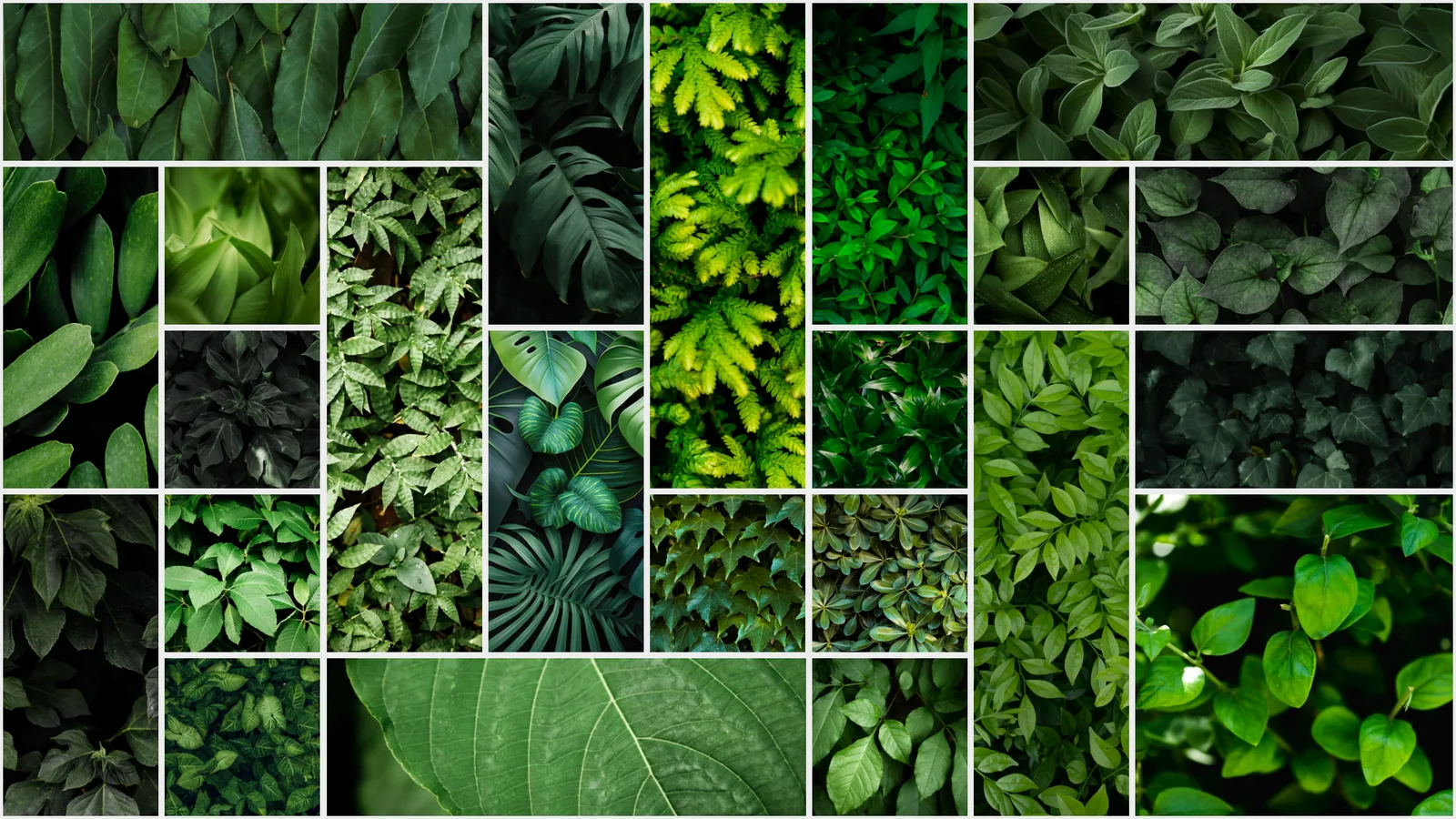 The leaf photos tiled into one wallpaper