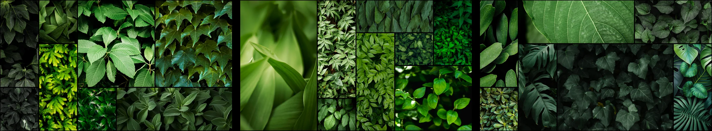 A three-monitor wallpaper made from the same leaf photos